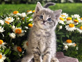 chaton