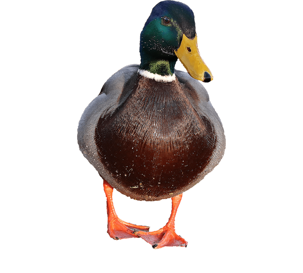 Un canard male