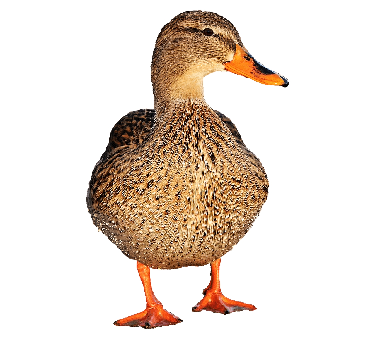 Un autre canard male