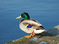un canard