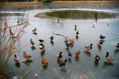 etang